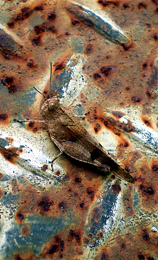 Мимикрия