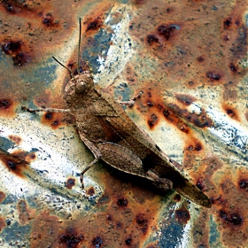 Мимикрия