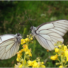 Бяла овощна пеперуда (Aporia crataegi)