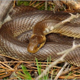 Смок стрелец (Coluber caspius)