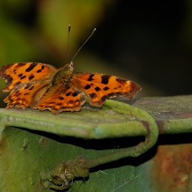 Пепи 4 - Polygonia c-album, многоъгълница