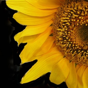 Sunflower 1