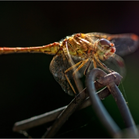 Odonata...Тел...