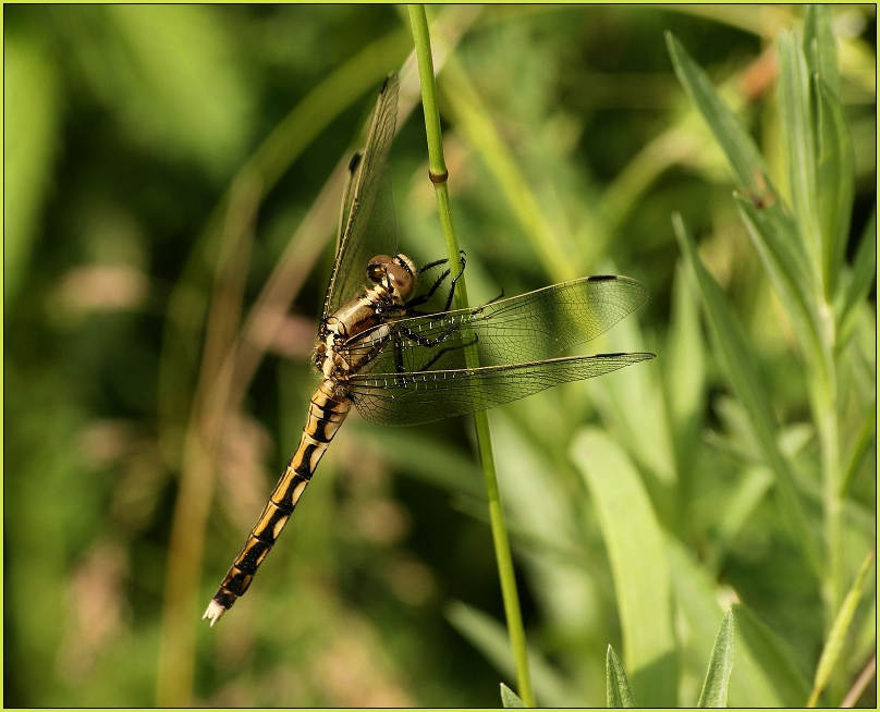 Orthetrum brunneum