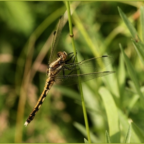 Orthetrum brunneum