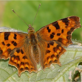 Пепи 2 - Polygonia c-album, многоъгълница