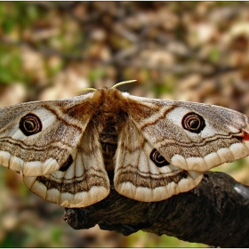 Нощно пауново око ( Saturnia pyri )