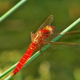 red and green