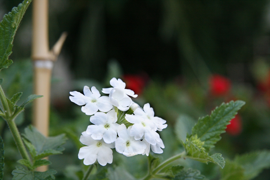 flower2