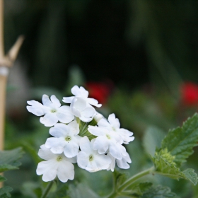 flower2