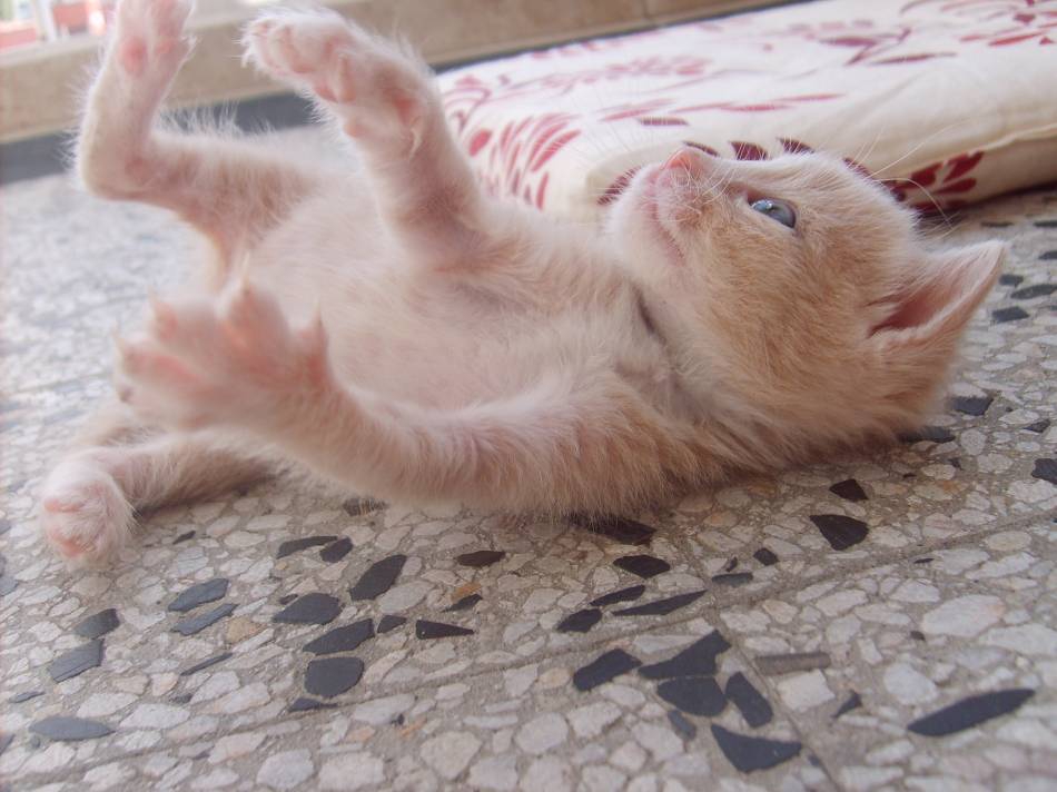 litte kitty play time