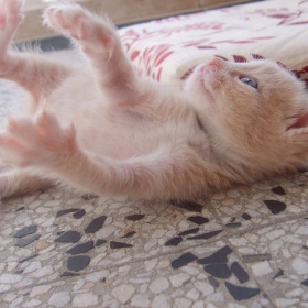 litte kitty play time