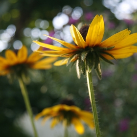 yellow flowers