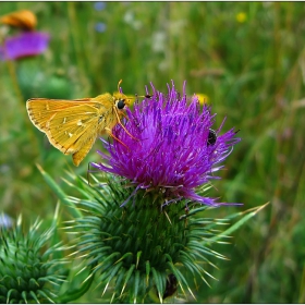 Ochlodes sylvanus