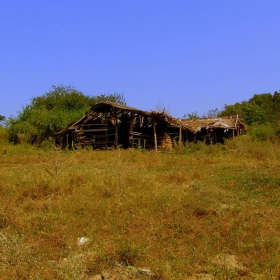 Плевник