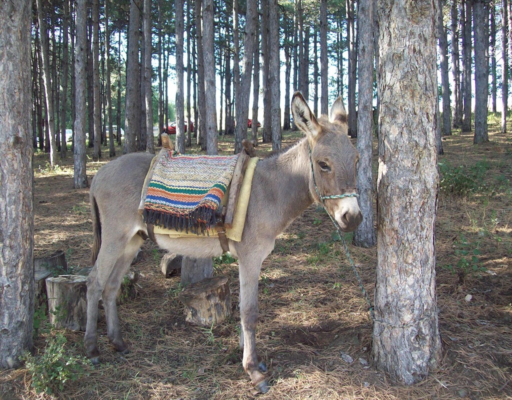 Сладко магаренце :)