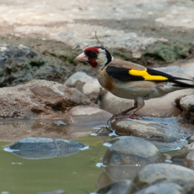 Щиглец - carduelis carduelis.