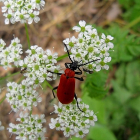 red bug