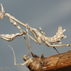 Empusa fasciata (клонеста богомолка)