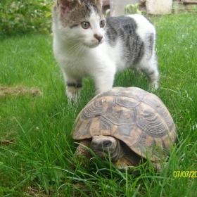 Томас и костенурка :)
