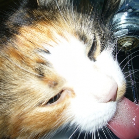 thirsty kitty