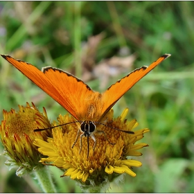 Lycaena dispar