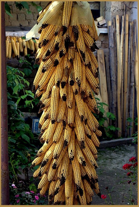 Кукуруз