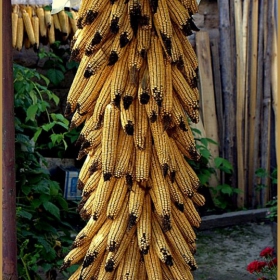 Кукуруз