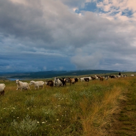 Завръщане от паша