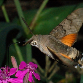 Гълъбова опашка 4 (Macroglossum stellatarum)