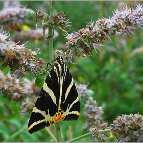 Джърси Тигър (Euplagia quadripunctaria)