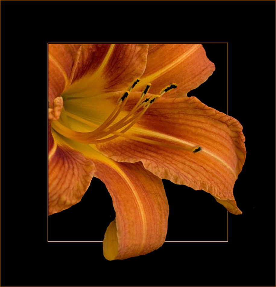 Lilly