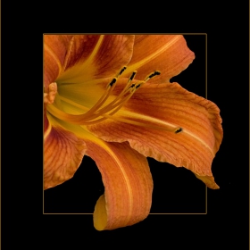 Lilly
