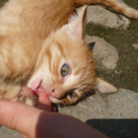 коте
