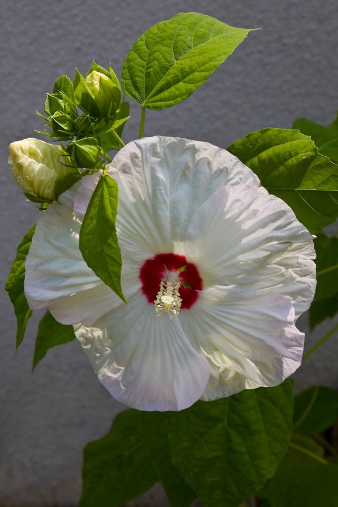 Hibiscus