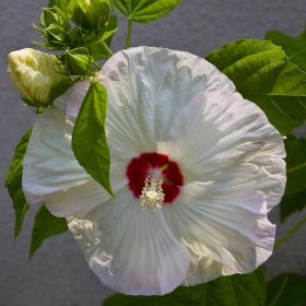 Hibiscus