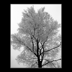 Winterland