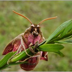 Hyles euphorbiae - една нощна фея