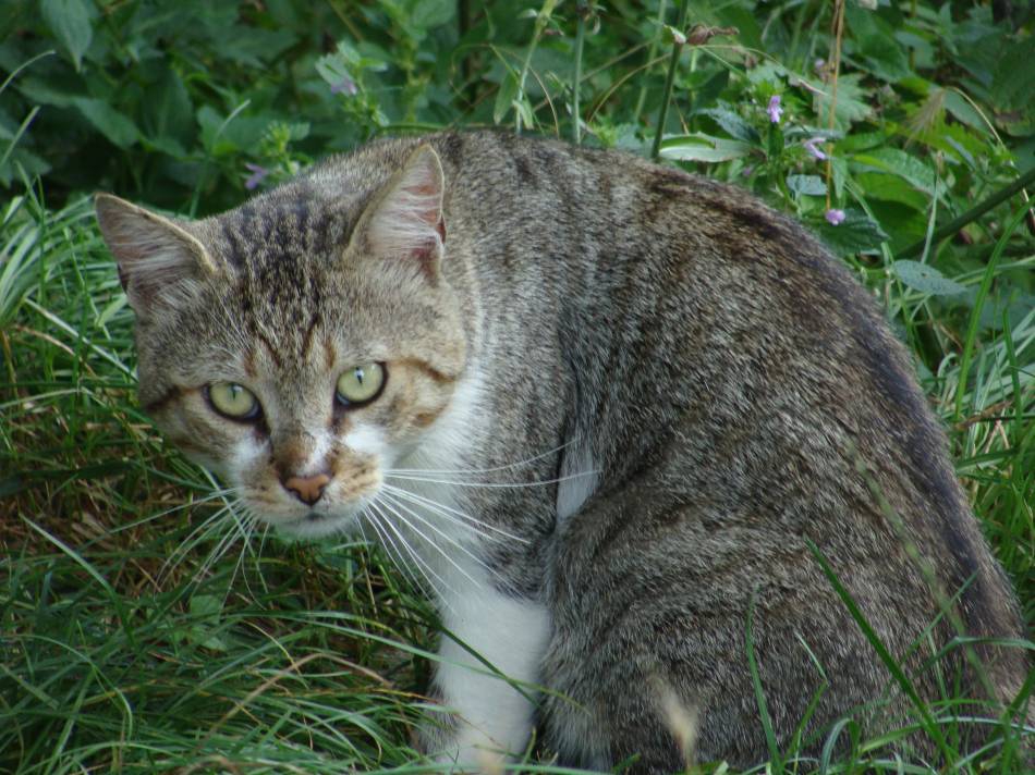 kote
