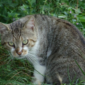 kote