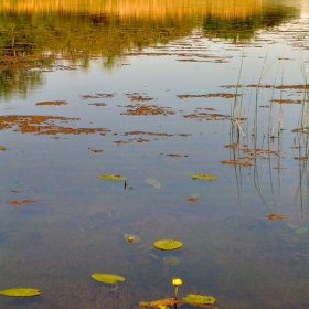 Lilly in the Lake