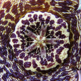 Stapelia Ariegata