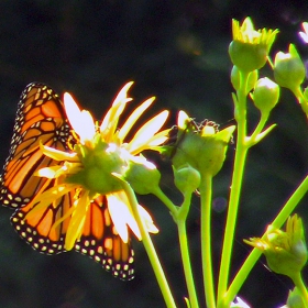 Монарх (Danaus plexippus)