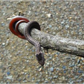 Медянка (Coronella austriaca)