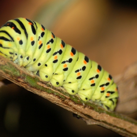 Гъсеница на Old World Swallowtail