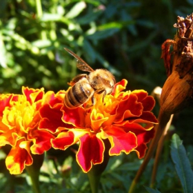 Bee
