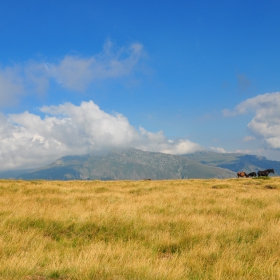 Everybody loves horses in the mountain...