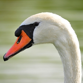 cygne français