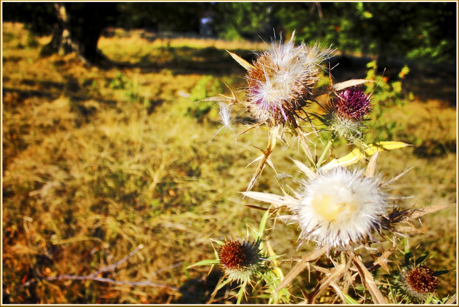 Есента споходи и ... Магарешкият бодил (Silybum marianum, Asteraceae)