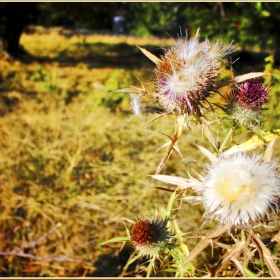 Есента споходи и ... Магарешкият бодил (Silybum marianum, Asteraceae)